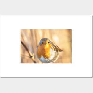 Robin portrait in golden light Posters and Art